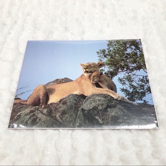 Northwest Publishing Corp 1999 lioness with cub print - Picture 1 of 5